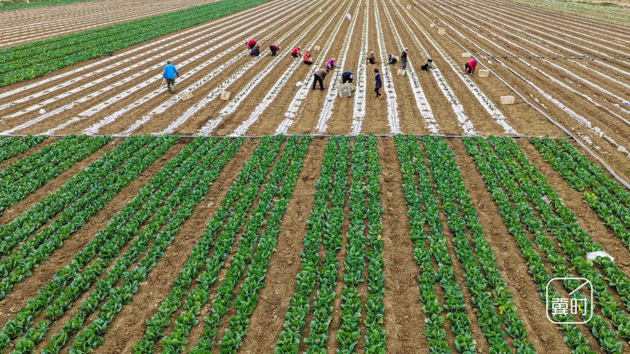 唐山玉田：加紧春耕生产保丰收