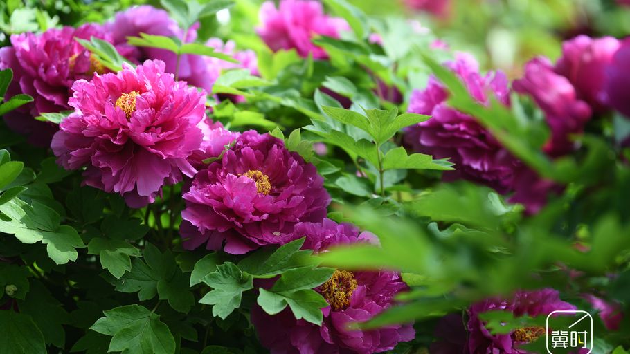 邯郸广平：春日牡丹花开成海，满城尽是赏花人