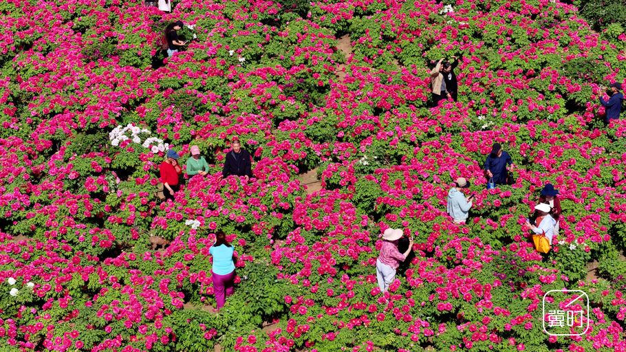 河北邯郸：牡丹花海引客来