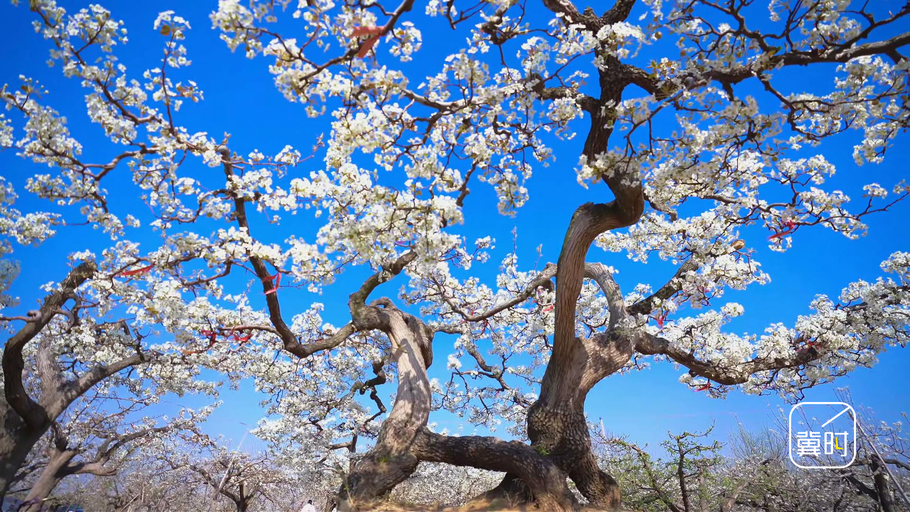 花开河北・经济绽放 | 万亩梨园“花经济”结出致富“金果子”
