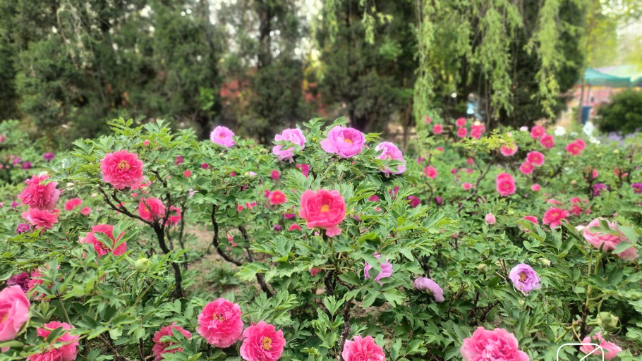 花开河北·经济绽放 | 千年国色 “链”出致富繁花