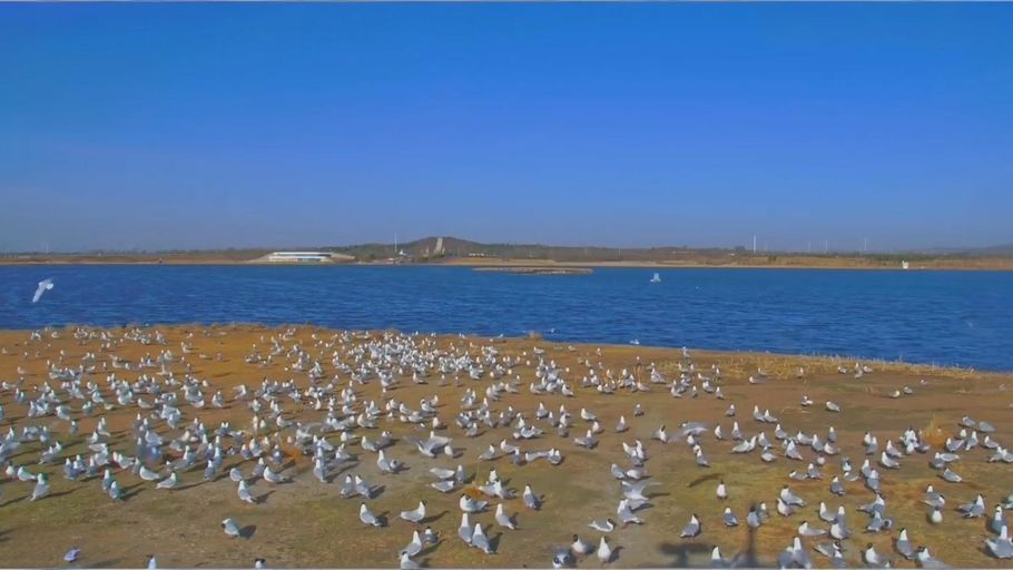 美丽河北慢直播丨春光正好 慢赏遗鸥悠然日常~#张家口 康巴诺尔湿地~这么近，那么美，周末到河北