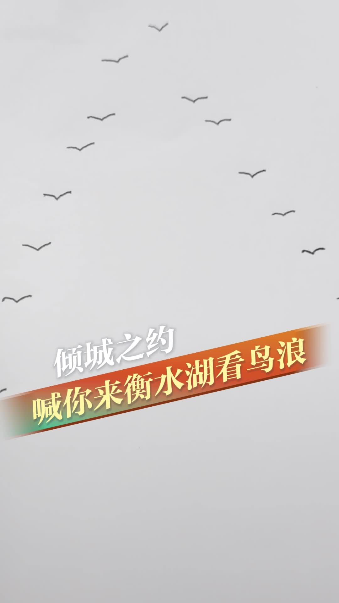 倾城之约｜倾城之约 喊你来衡水湖看鸟浪