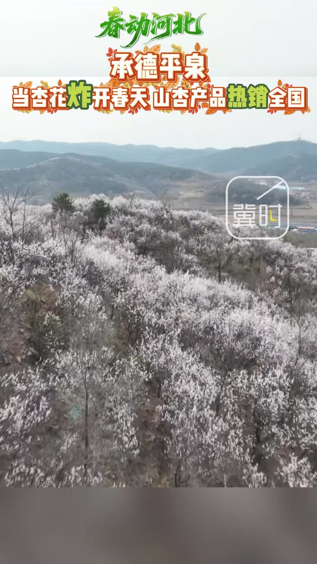春动河北|承德平泉：当杏花炸开春天 山杏产品热销全国