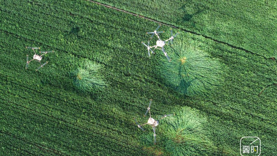 河北邯郸：植保无人机飞防护航小麦稳产增收