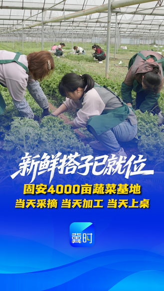 新鲜搭子已就位！固安4000亩蔬菜基地当天采摘 当天加工 当天上桌