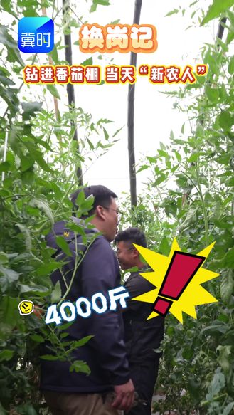 换岗记：钻进番茄棚 当天“新农人”