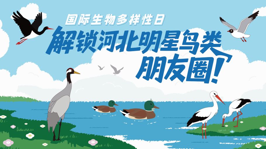 H5 | 国际生物多样性日 解锁河北明星鸟类“朋友圈”