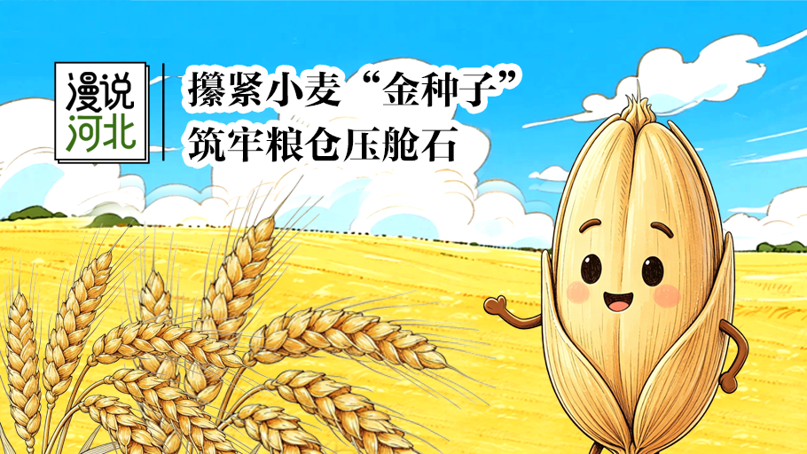 漫说河北｜攥紧小麦“金种子”，筑牢粮仓压舱石
