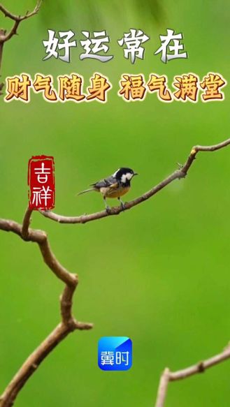 早上好，财气随身，福气满堂，祝老友们平安健康#早安#煤山雀，又名贝子，属雀形目山雀科小型鸣禽，为国家三有保护动物。主要以昆虫、植物种子为食，叫声清脆悦耳，是林间常见的益鸟。