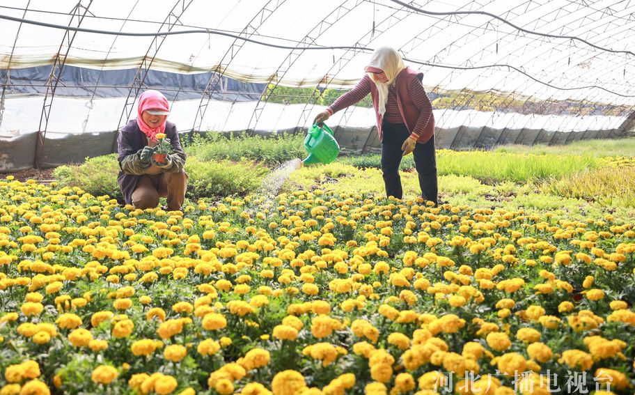 唐山丰南：花卉经济助增收