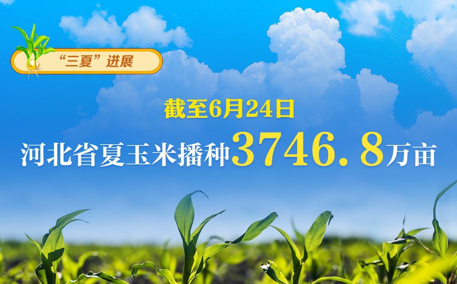 “三夏”日报告 | 截至6月24日 河北省夏玉米播种3746.8万亩