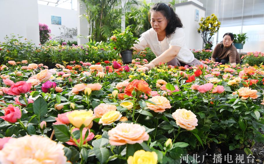 邯郸广平县：“鲜花经济”助农增收