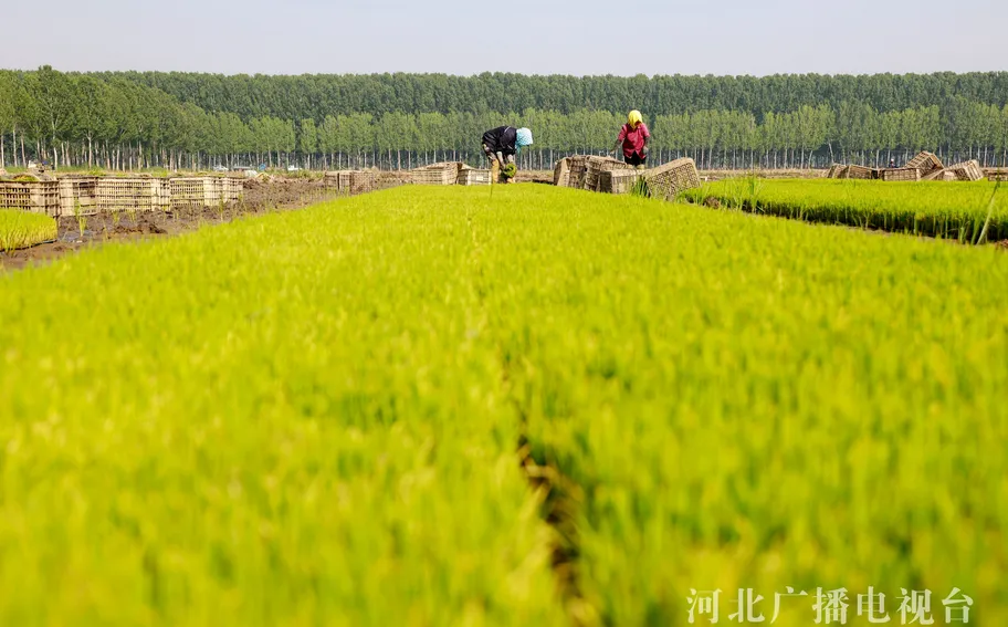 唐山丰南：初夏时节插秧忙