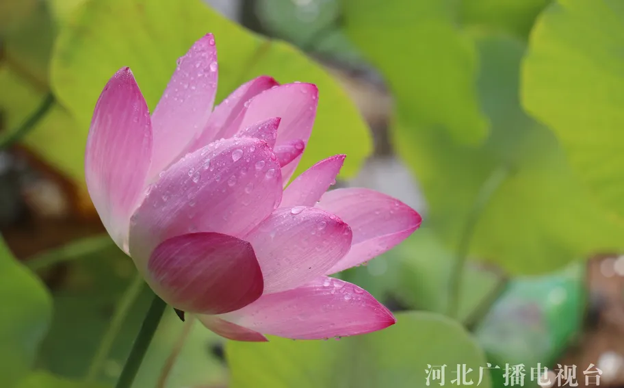 邯郸广平：雨后荷韵醉游人