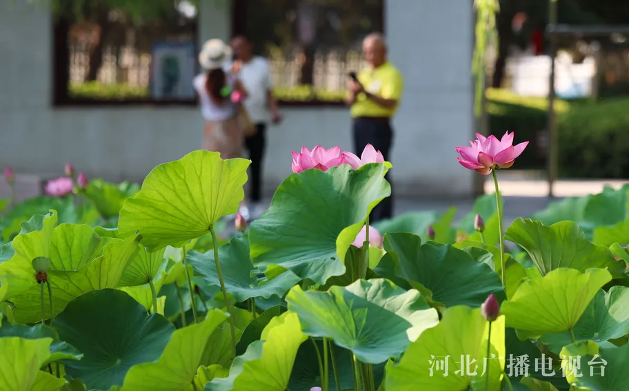 河北石家庄：夏至赏荷