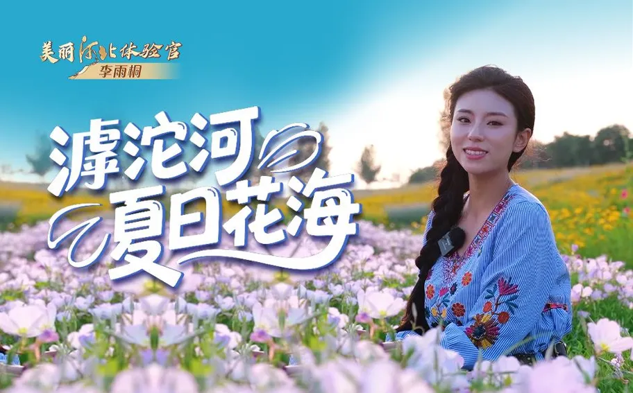 美丽河北体验官 | 滹沱河夏日花海，藏着石家庄的治愈童话……