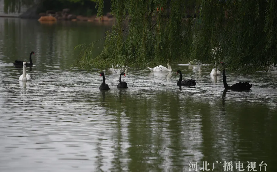 邯郸广平：雨中天鹅湖 诗意夏日景