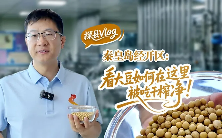 探县Vlog｜秦皇岛经开区：看大豆如何在这里被吃干榨净#活力中国调研行·河北篇