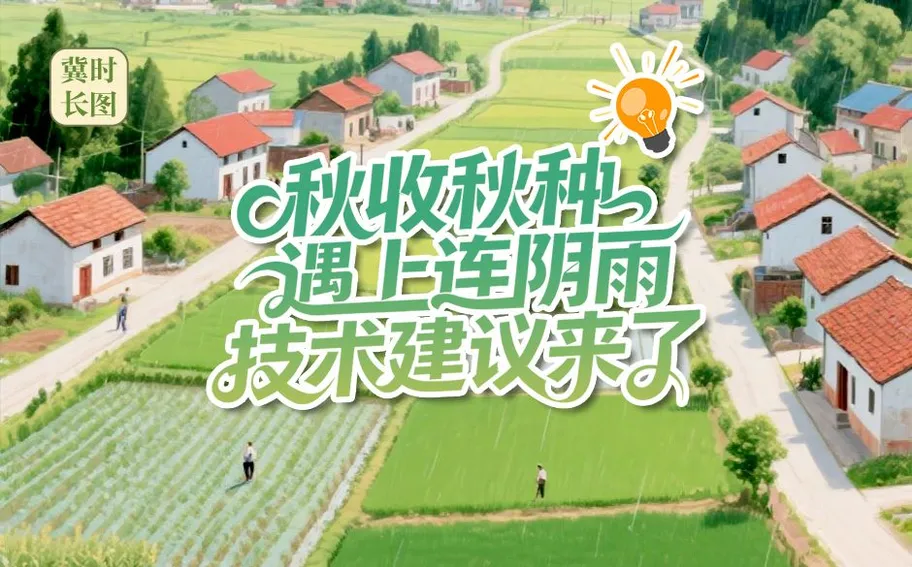 冀时长图 | 秋收秋种遇上连阴雨，技术建议来了