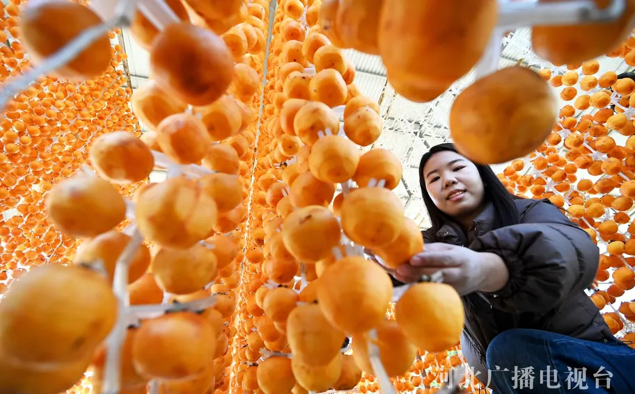 河北邯鄲：紅柿染金秋