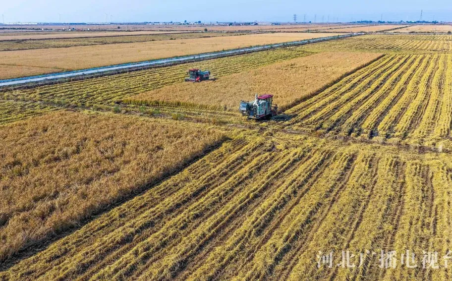 唐山海港：鹽堿地水稻喜豐收