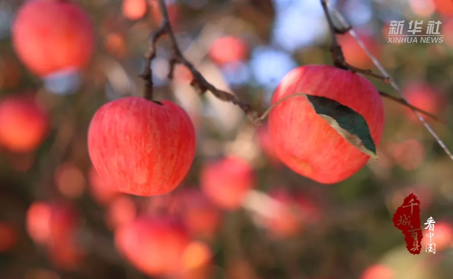 千城百县看中国｜秦皇岛卢龙：金秋果香满园