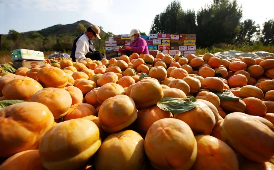 “红灯笼”下话振兴——“柿子沟”丰收一线见闻