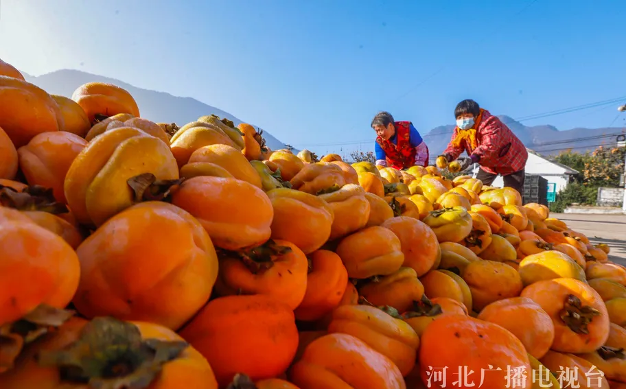 唐山遵化：庭院柿子喜获丰收