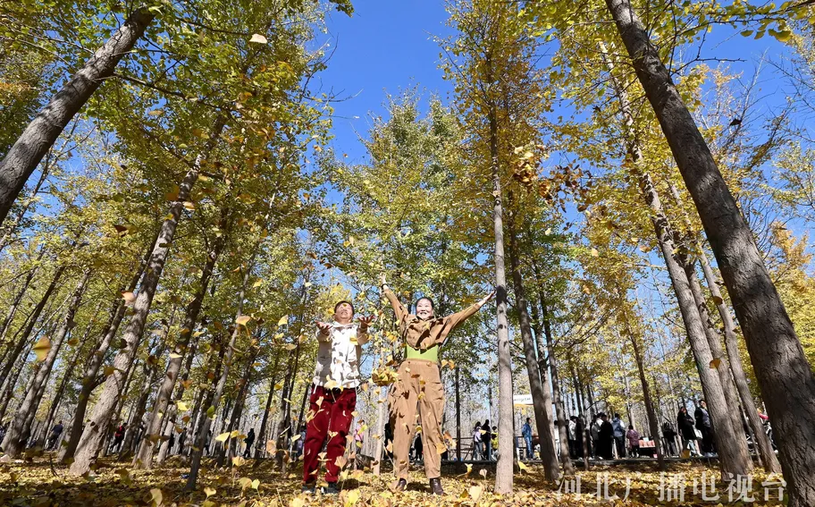 邯郸曲周：千亩银杏“披金”迎客来