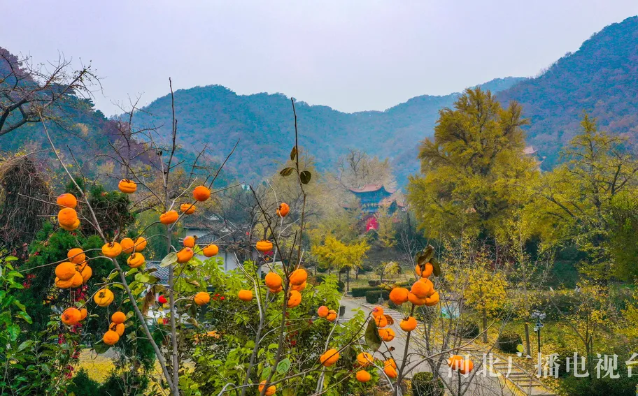 唐山遵化：禅林秋景美如画