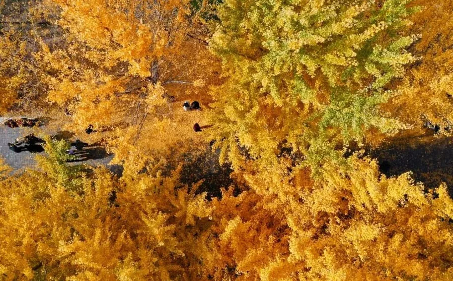 絕美！石家莊這個“金色海洋”你打卡了嗎？