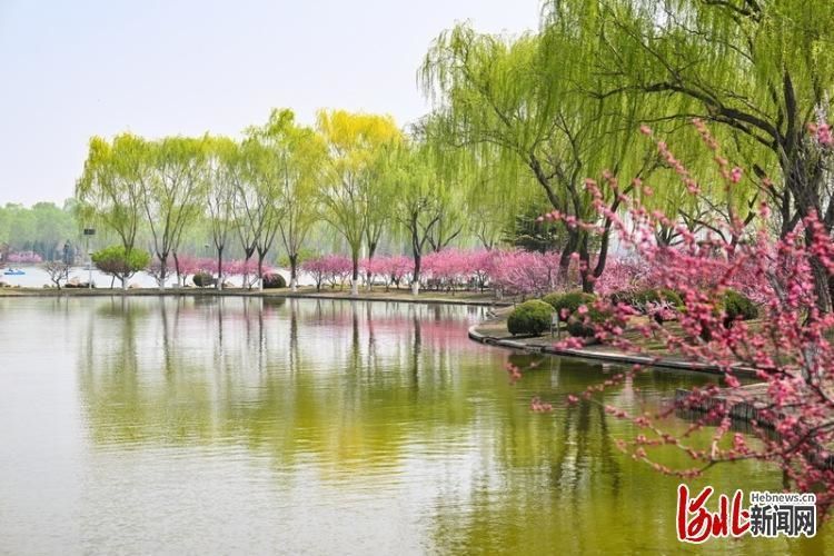 2022年4月4日，石家庄植物园春意盎然。河北日报记者霍艳恩摄