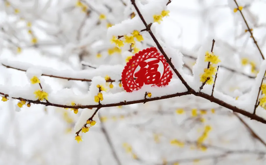 河北广平：腊梅雪中绽放迎新春