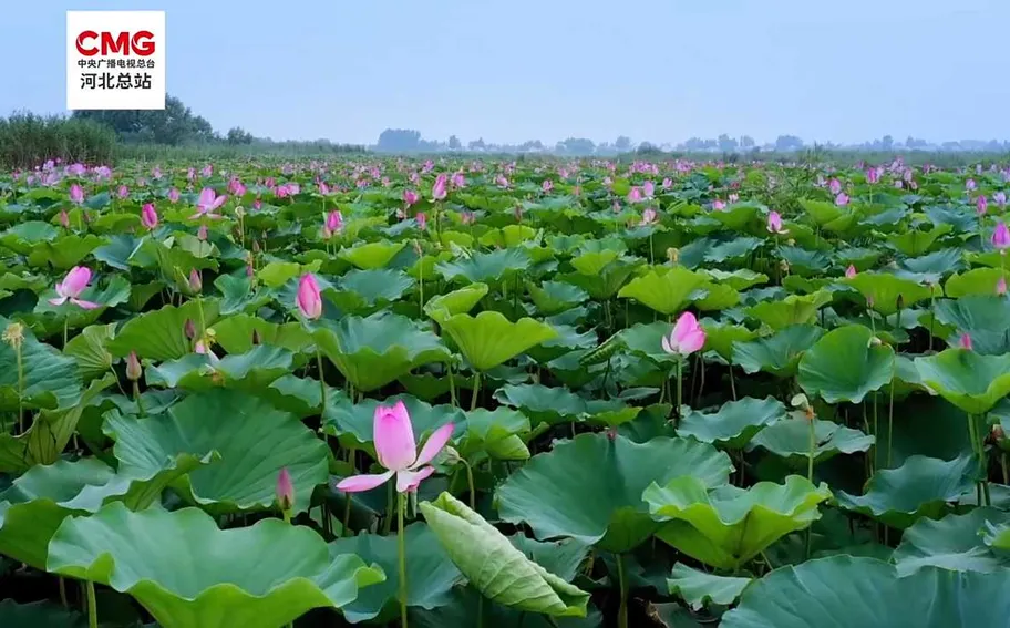 央媒关注河北：白洋淀 水清如许