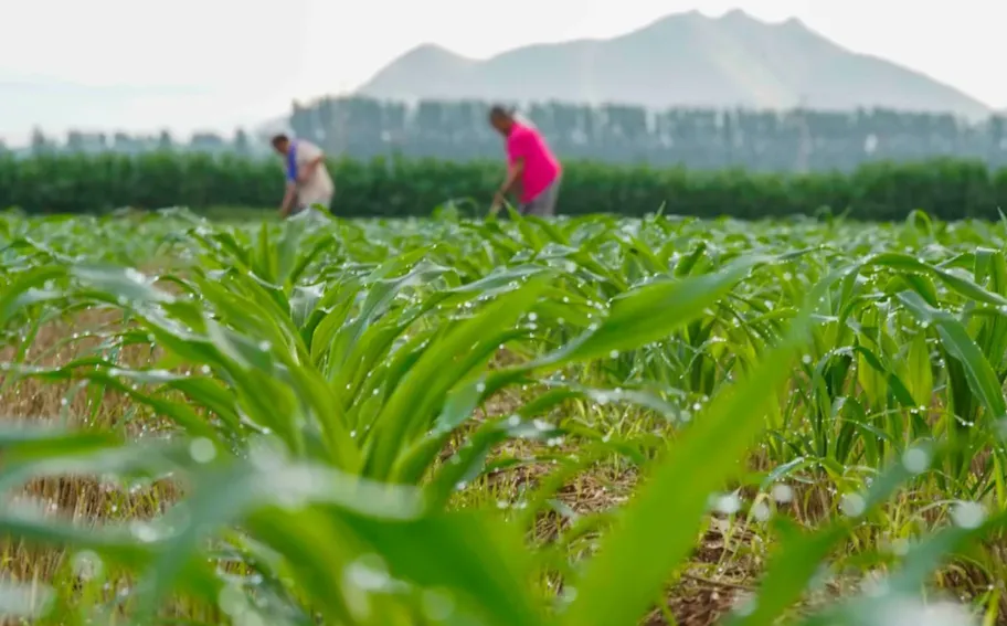 唐山遵化：夏播玉米管护忙