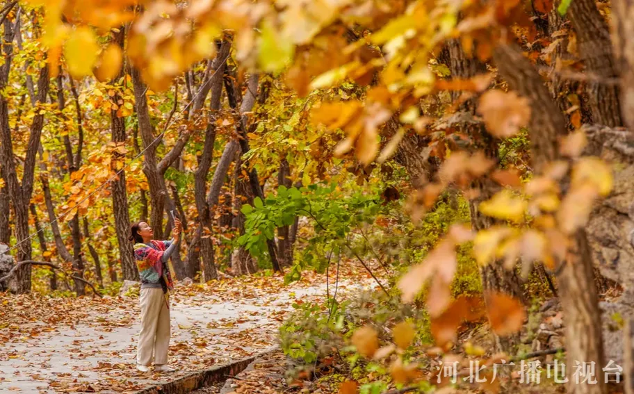 唐山遵化：鹫峰山秋色美如画