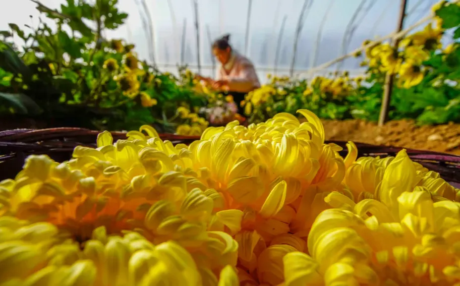 唐山遵化：初冬食用菊花开