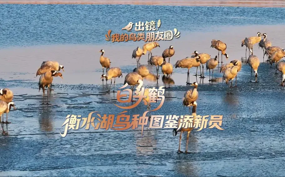 出镜！我的鸟类朋友圈丨白头鹤，衡水湖鸟种图鉴添新员