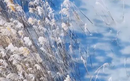 万物共生，和美永续丨河北“十四五”生态成绩单，彰显生物多样性之美