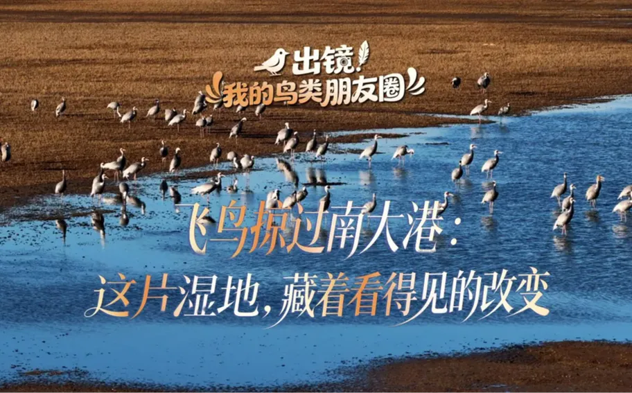 出镜！我的鸟类朋友圈丨飞鸟掠过南大港：这片湿地，藏着看得见的改变