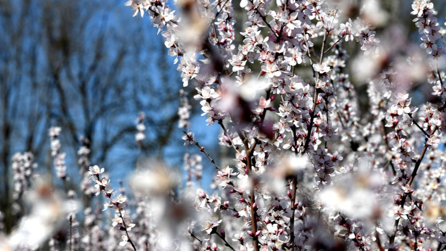 邯郸广平：阳春三月桃花开 游人踏青醉春光