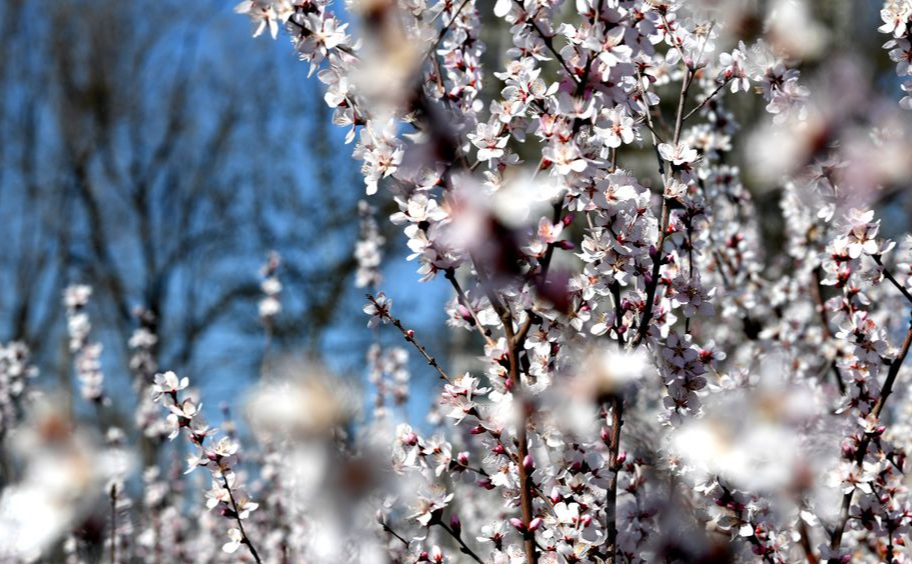 邯郸广平：阳春三月桃花开 游人踏青醉春光