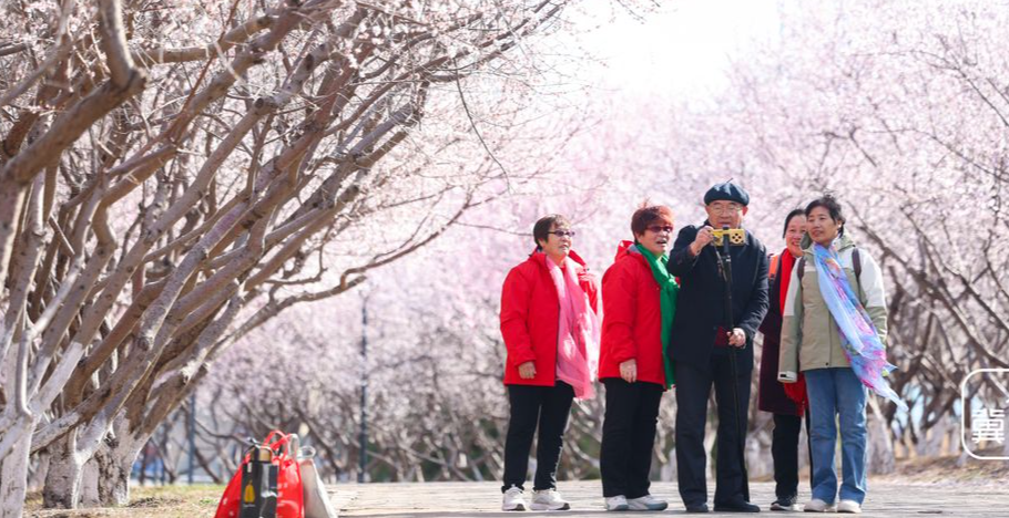河北石家庄：赏花正当时 春光无限好