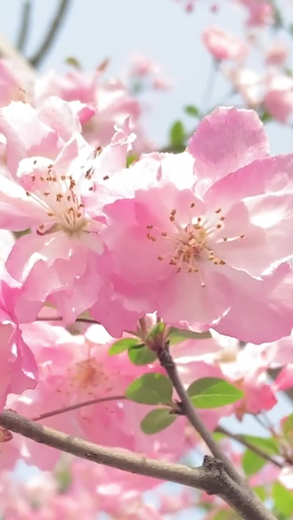 春季花粉过敏儿童防护指南