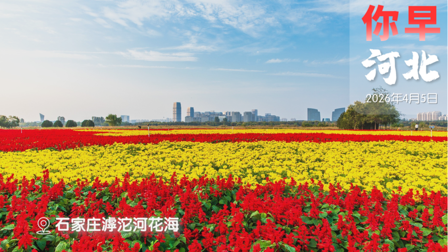 《你早，河北》赏花特刊｜花漾河北
