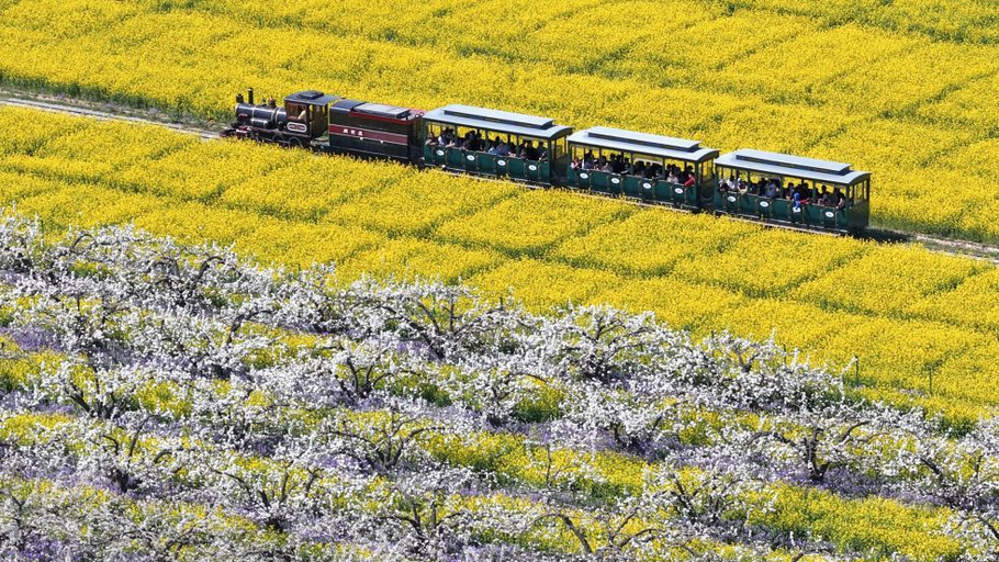 河北晋州：梨花盛开绘美景 农旅融合助发展