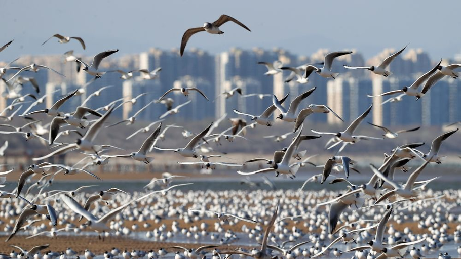 秦皇岛：海鸥舞翩跹