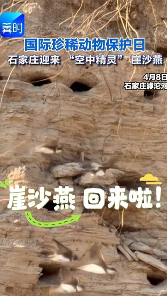 国际珍稀动物保护日 石家庄迎来“空中精灵”崖沙燕#国际珍稀动物保护日 #崖沙燕
