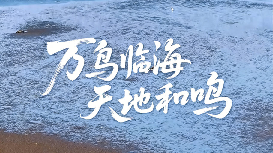 鸟儿的翅膀会说话丨走进大潮坪湿地，看一场春日鸟浪